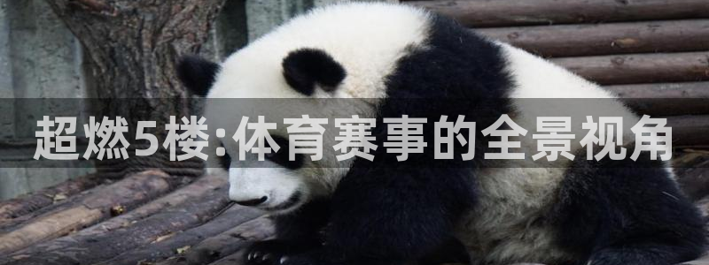 360无插件直播体育：超燃5楼:体育赛事的全景视角