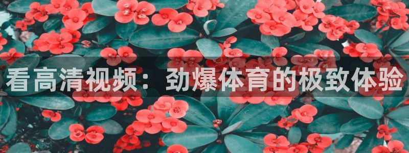 360雨燕免费直播：看高清视频：劲爆体育的极致体验