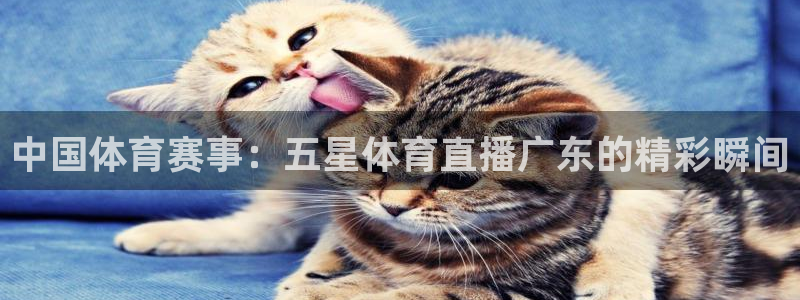 360足球直播比赛：中国体育赛事：五星体育直播广东的精彩瞬间